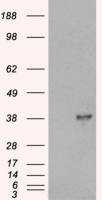 DOK5 antibody, C-term