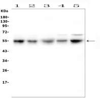 RBMS3 antibody
