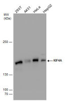 KIF4A antibody