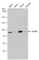 ThrRS antibody [N3C3]