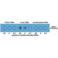 5-Methylcytosine / 5-mC antibody [RM231]