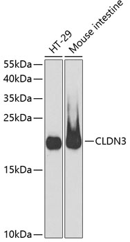 Claudin 3 antibody