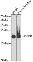 Claudin 3 antibody