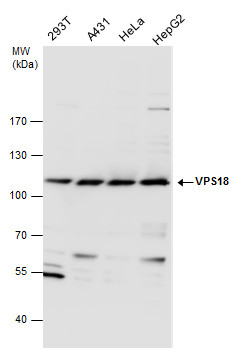VPS18 antibody