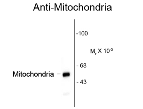 Mitochondria antibody [113-1]