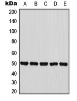 PANK2 antibody