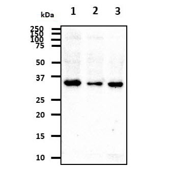 Cathepsin S antibody [AT1F9]
