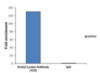 Acetyl Lysine antibody [1C6]
