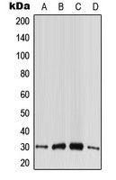 CABP4 antibody