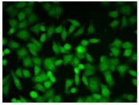 Glyoxalase I antibody [6F10]