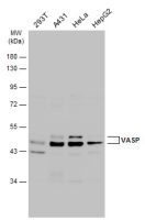 VASP antibody