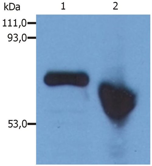 Alpha fetoprotein / AFP antibody [AFP-01]