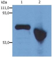 Alpha fetoprotein / AFP antibody [AFP-01]