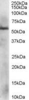 ERp57 antibody
