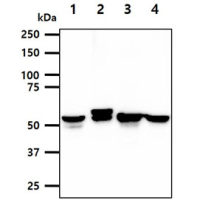 Cytokeratin 8 antibody [AT3D11]