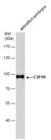 Csf1r antibody
