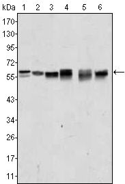 AKT2 antibody [1B6]