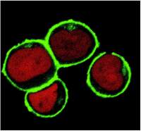 NTAL antibody [NAP-07]