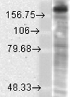 NMDAR2B antibody [S59-36]