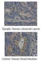 MMP19 antibody, C-term