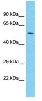 PAX7 antibody, C-term