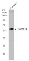 hnRNP H2 antibody