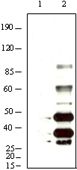 KSHV K8 alpha antibody [8C12G10G1]
