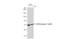 SHP2 (phospho Tyr580) antibody