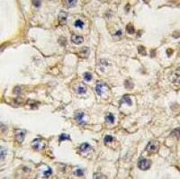 EphA10 antibody, N-term