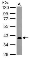 SEC14L2 antibody