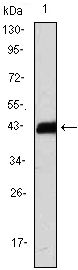 CD3 zeta antibody [4B10]