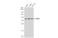 NIFK antibody