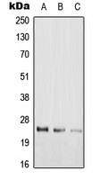 RAB39A antibody