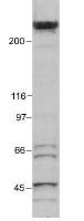 EP300 antibody [RW105]