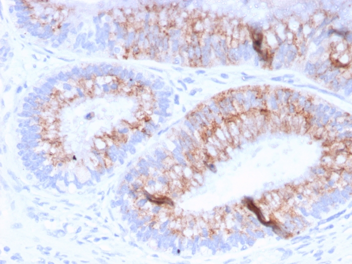 MUC2 antibody [MLP/842]