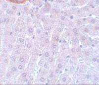 CDC27 antibody