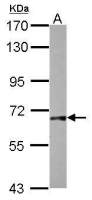 Gad1b antibody