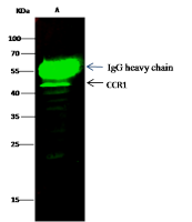 CCR1 antibody