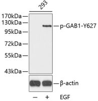 GAB1 (phospho Tyr627) antibody