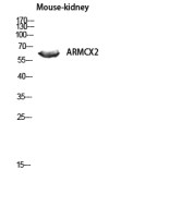 ARMCX2 antibody