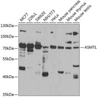 ASMTL antibody