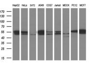 beta Tubulin 3/ Tuj1 antibody [5H2]