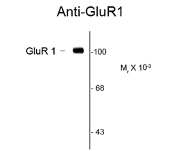 GluR1 antibody