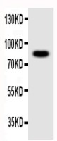 NLRP4G antibody