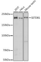 SETDB1 antibody