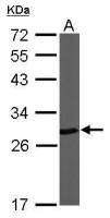 PGP9.5 antibody