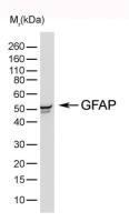 GFAP antibody [4A11]