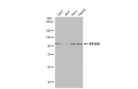 KIF20A antibody