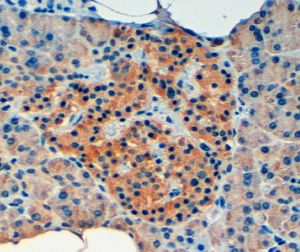 VPS11 antibody, Internal