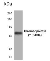 Thrombopoietin antibody [1Z3]